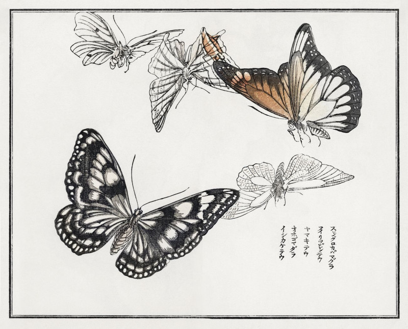 Butterflies Illustration From Churui Gafu reproduction of painting by Morimoto Toko. ALL GICLEE PRINTS