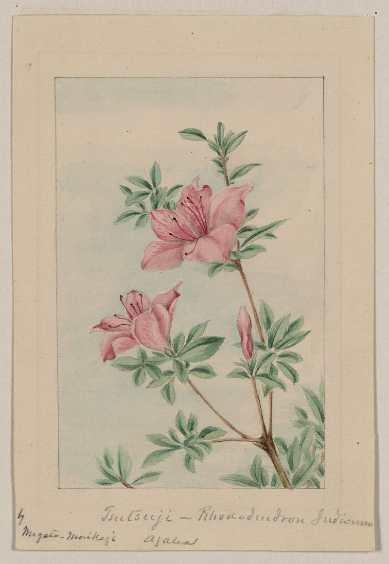 Tsutsuji Rhododendron Judicum reproduction of painting by Megata Morikaga. ALL GICLEE PRINTS