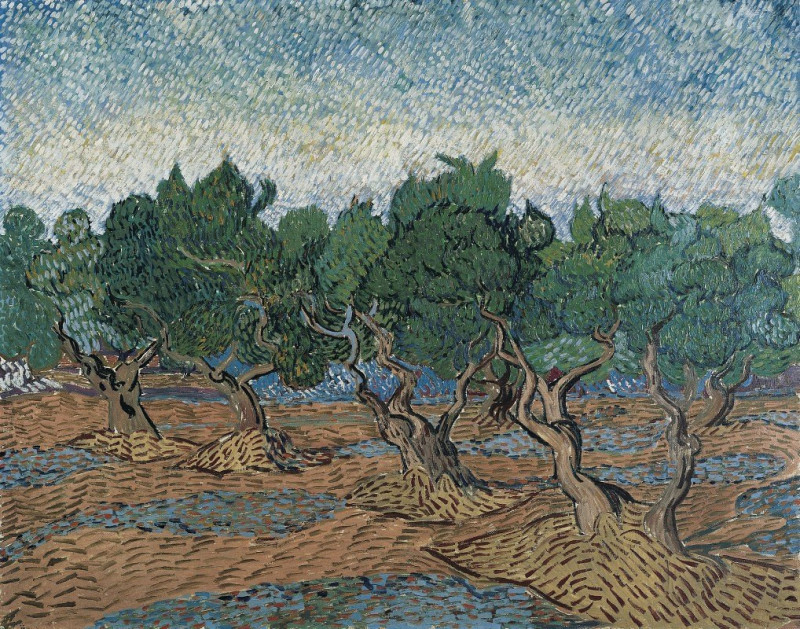 Olive grove reproduction of painting by Vincent Van Gogh. ALL GICLEE PRINTS