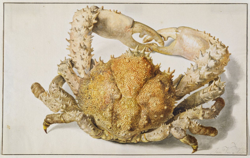 A Crab reproduction of painting by Jan van Huysum. ALL GICLEE PRINTS