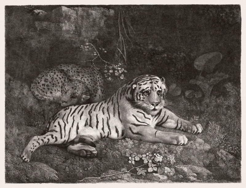 A Tiger And A Sleeping Leopard reproduction of painting by George Stubbs. ALL GICLEE PRINTS