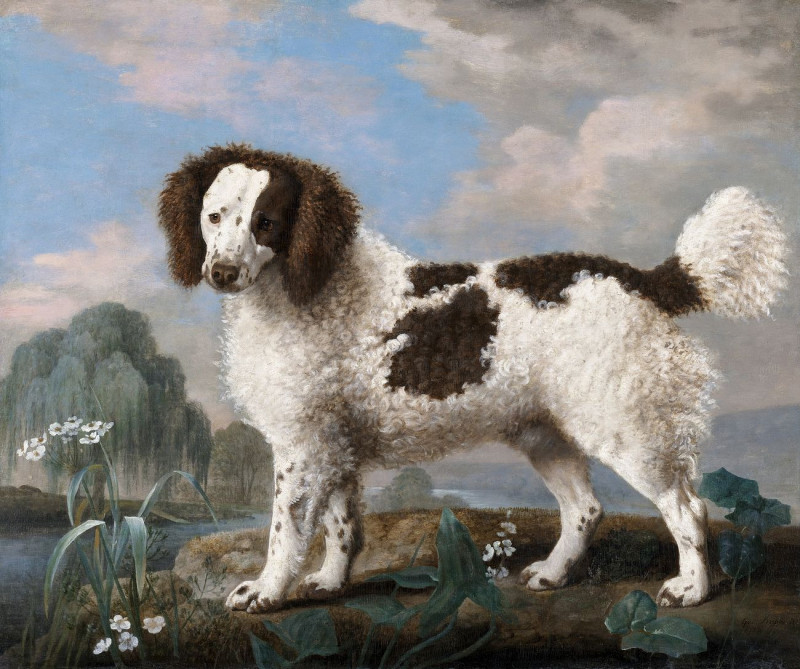 George Stubbs reprodukcija Brown And White Norfolk Or Water Spaniel, VISOS REPRODUKCIJOS , paveikslai, reprodukcijos internetu