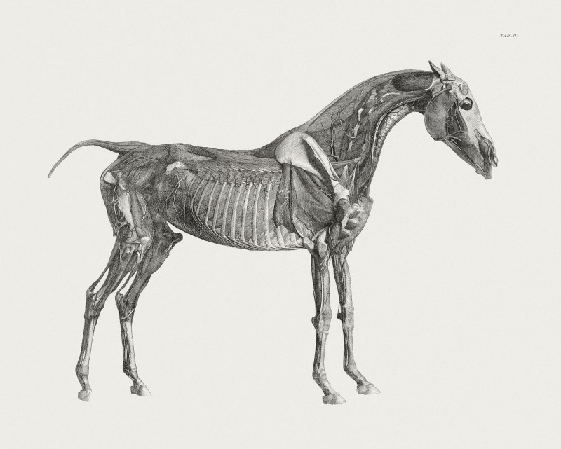 The Anatomy Of The Horse reproduction of painting by George Stubbs. ALL GICLEE PRINTS