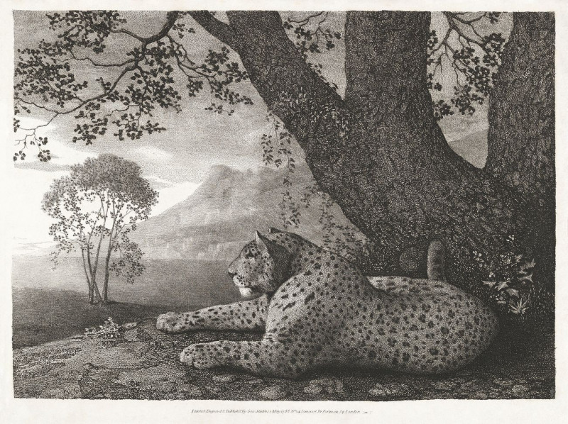 A Tyger reproduction of painting by George Stubbs. ALL GICLEE PRINTS