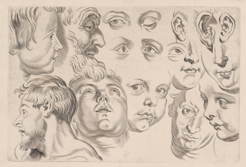 Peter Paul Rubens reprodukcija Study of Heads, VISOS REPRODUKCIJOS , paveikslai, reprodukcijos internetu