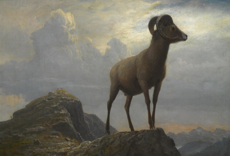 Study Of A Bighorn Ram reproduction of painting by Albert Bierstadt. ALL GICLEE PRINTS