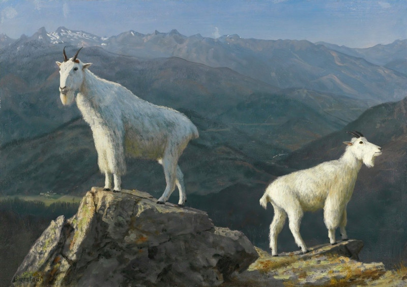 Albert Bierstadt reprodukcija Mountain goats, VISOS REPRODUKCIJOS , paveikslai, reprodukcijos internetu