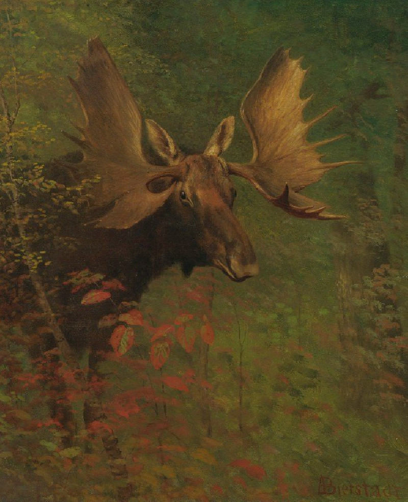 Study Of A Moose reproduction of painting by Albert Bierstadt. ALL GICLEE PRINTS