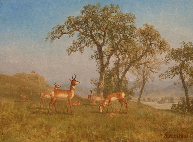 Grazing Antelope (circa 1863) reproduction of painting by Albert Bierstadt. ALL GICLEE PRINTS