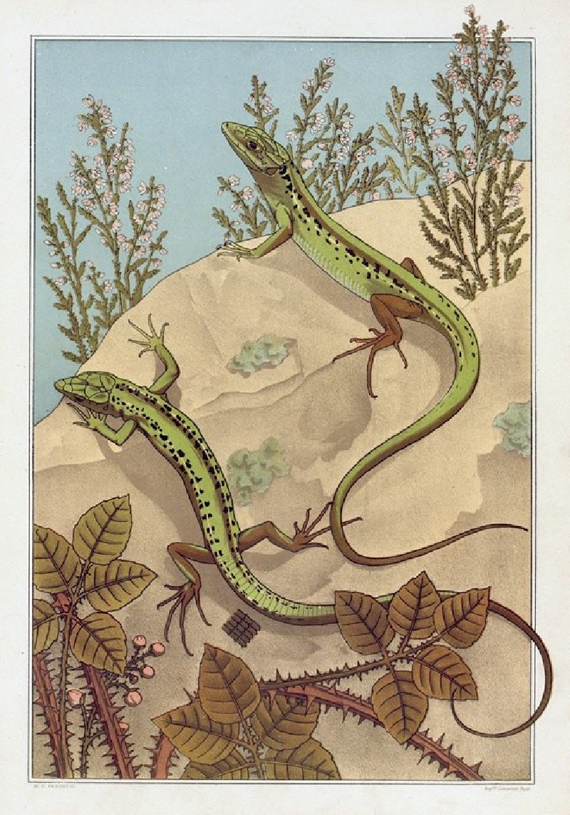 Lézard (1897) reproduction of painting by Maurice Pillard Verneuil. ALL GICLEE PRINTS