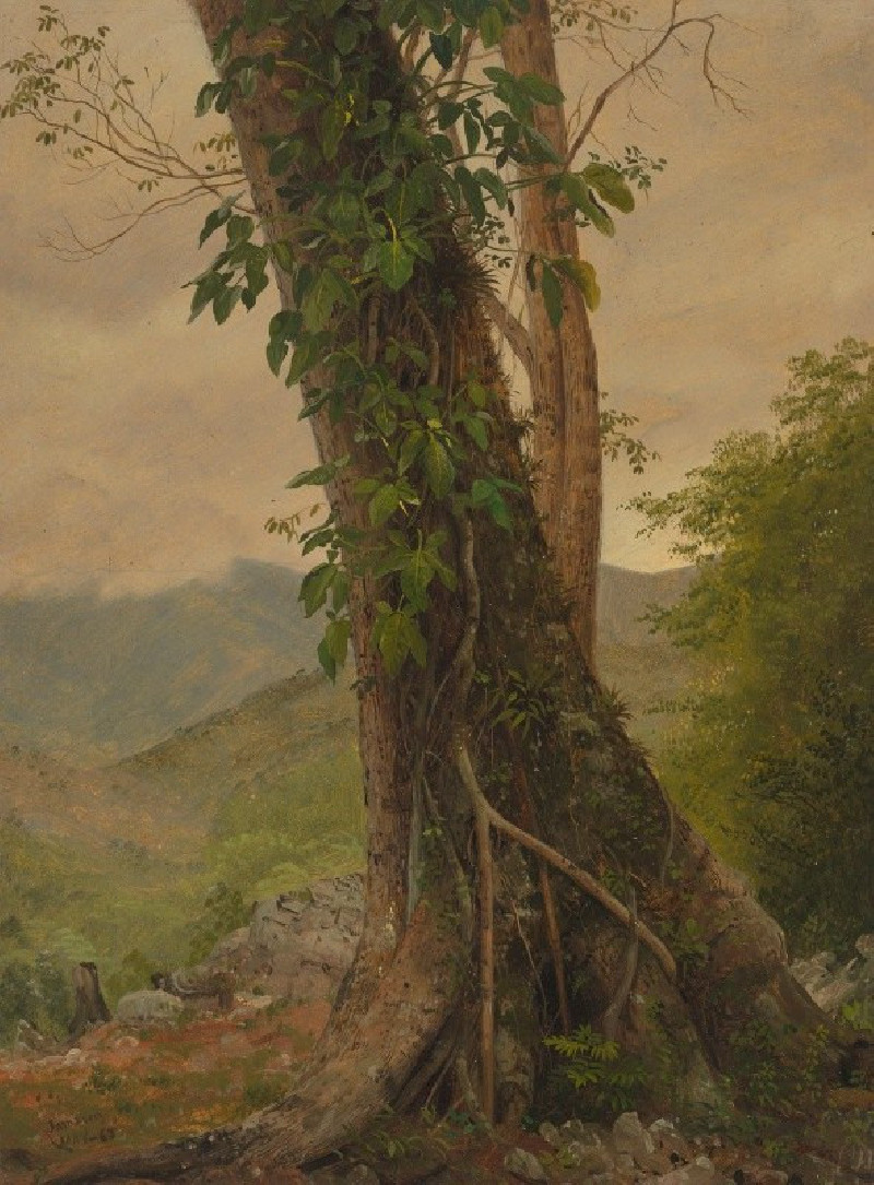 Tree with Vines, Jamaica, West Indies (1865) reproduction of painting by Frederic Edwin Church. ALL GICLEE PRINTS