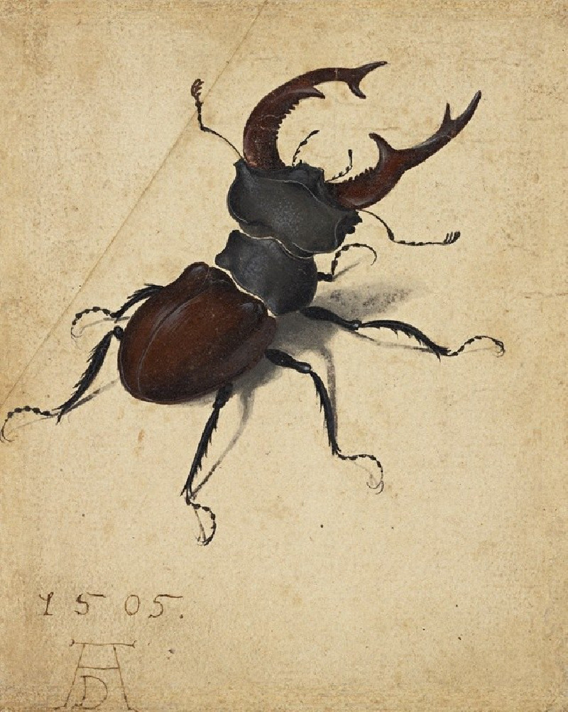 Stag Beetle (1505) reproduction of painting by Albrecht Durer. ALL GICLEE PRINTS