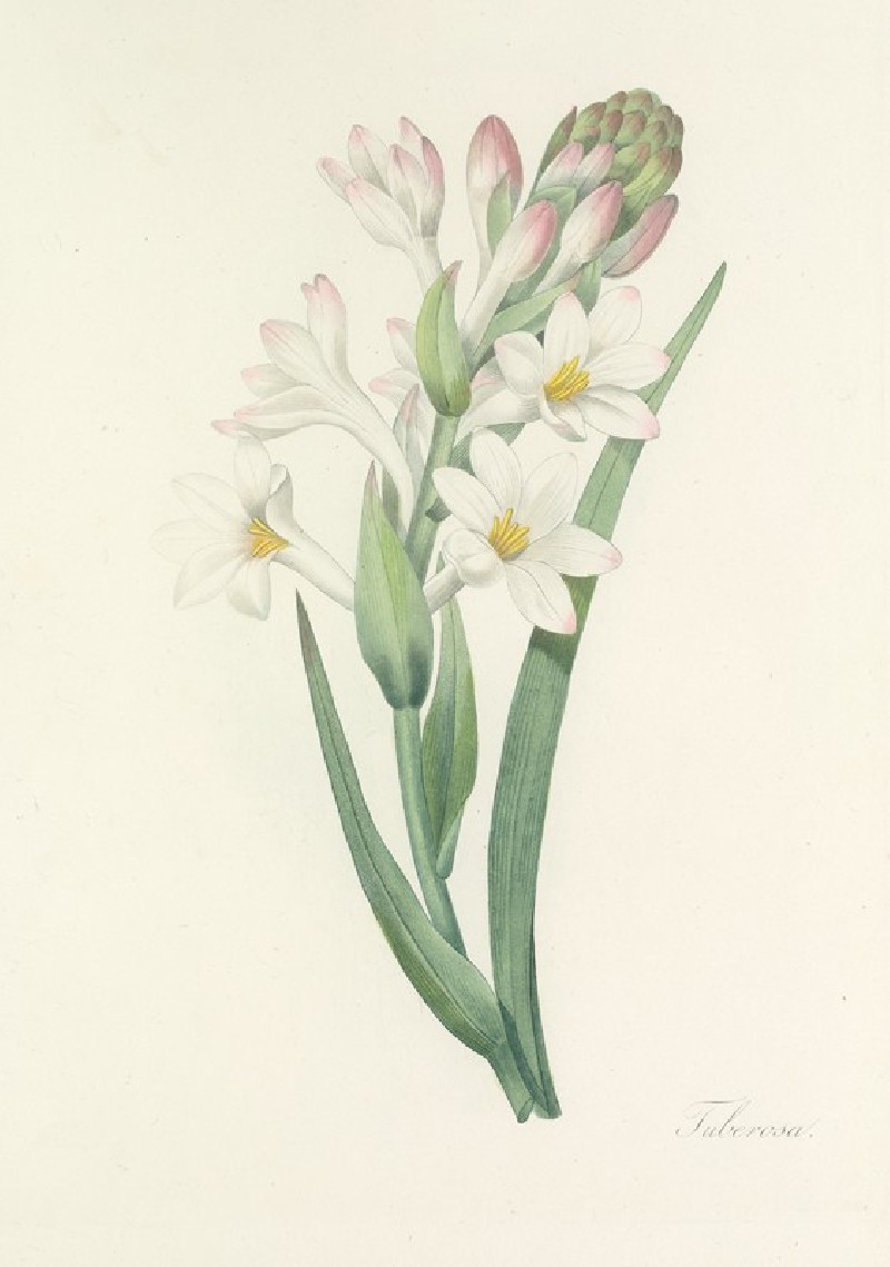 Choix des plus belles fleurs pl 107 (1827) reproduction of painting by Pierre Joseph Redouté. ALL GICLEE PRINTS