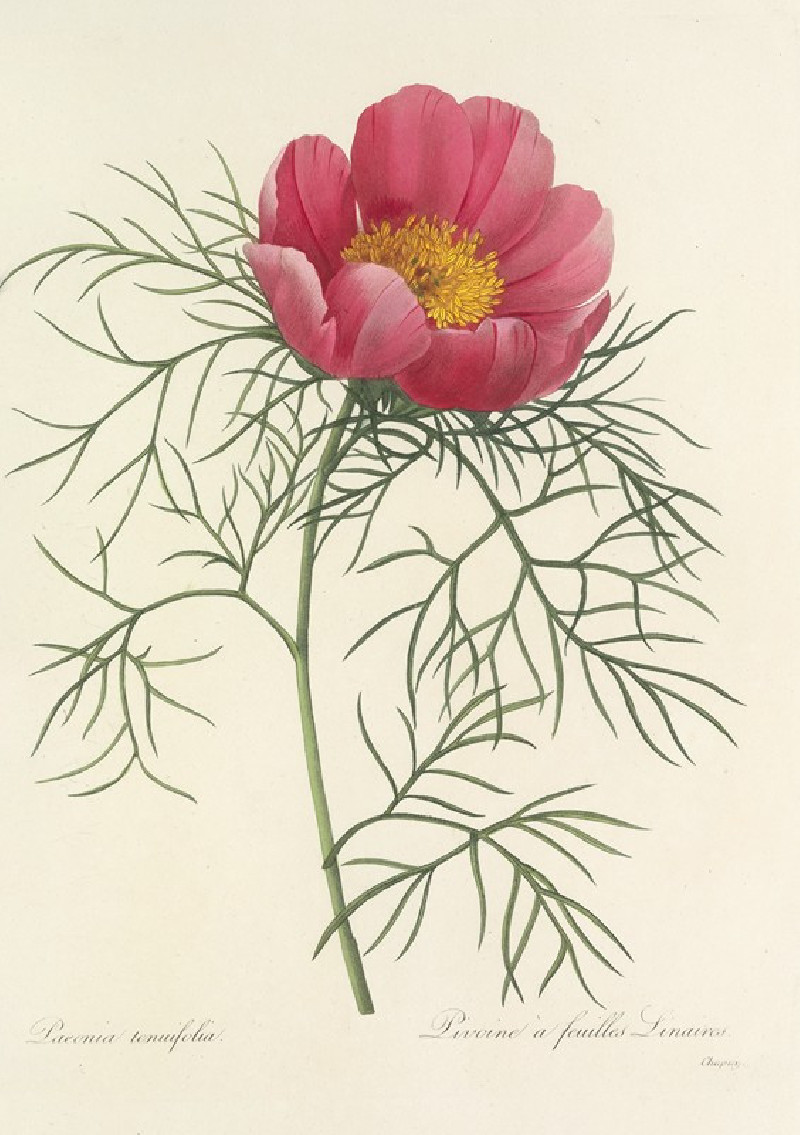 Choix des plus belles fleurs pl 073 (1827) reproduction of painting by Pierre Joseph Redouté. ALL GICLEE PRINTS