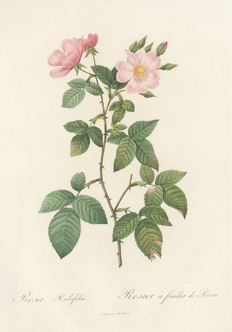 Rosa Rubifolia (1817 - 1824) reproduction of painting by Pierre Joseph Redouté. ALL GICLEE PRINTS