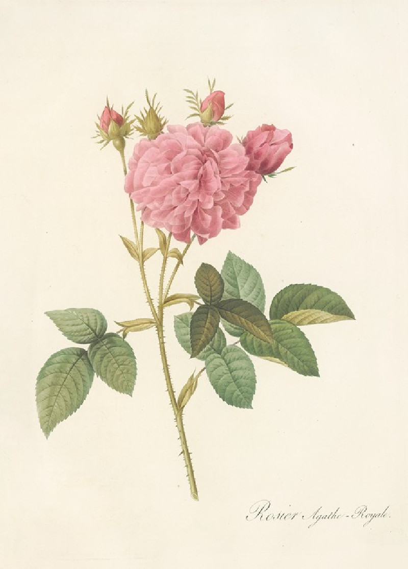 Rosa Gallica Agatha (Var. Regalis) (1817 - 1824) reproduction of painting by Pierre Joseph Redouté. ALL GICLEE PRINTS