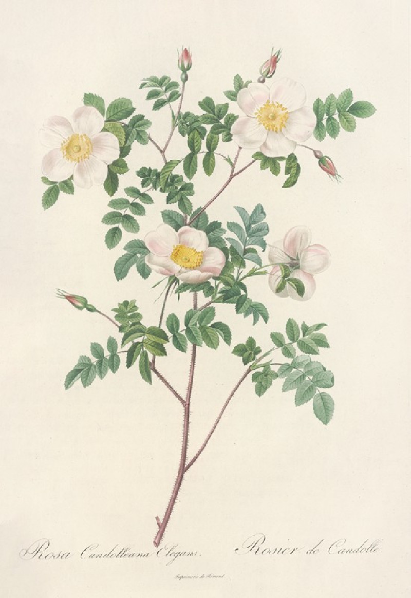 Pierre Joseph Redouté reprodukcija Rosa Candolleana Elegans (1817 - 1824), VISOS REPRODUKCIJOS , paveikslai, reprodukcijos in...