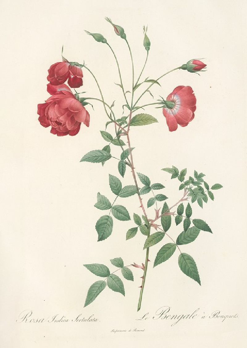 Rosa Indica Sertulata (1817 - 1824) reproduction of painting by Pierre Joseph Redouté. ALL GICLEE PRINTS