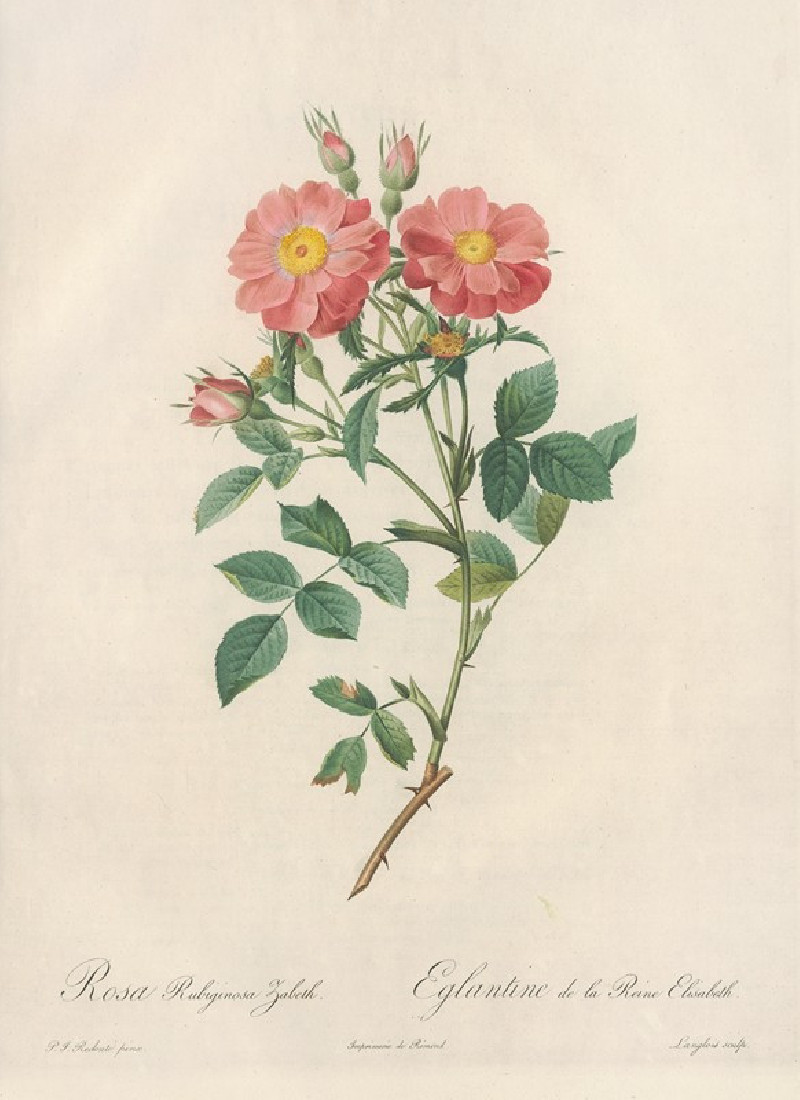 Rosa Rubiginosa Zabeth (1817 - 1824) reproduction of painting by Pierre Joseph Redouté. ALL GICLEE PRINTS