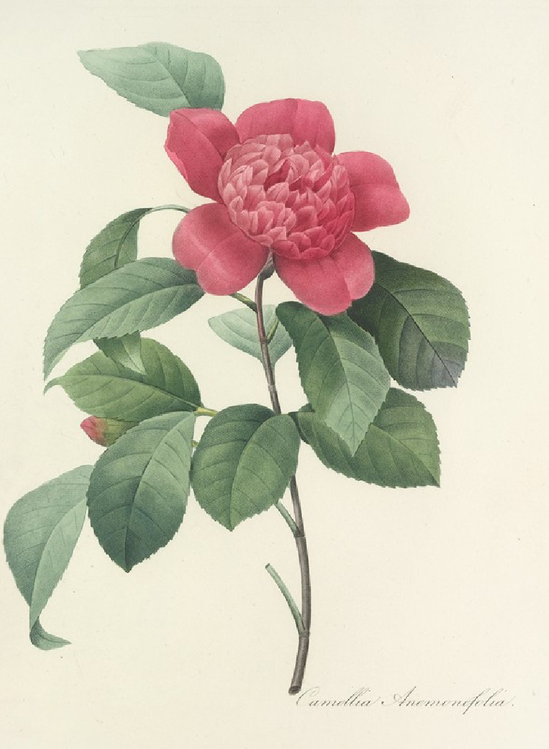 Choix des plus belles fleurs pl 019 (1827) reproduction of painting by Pierre Joseph Redouté. ALL GICLEE PRINTS