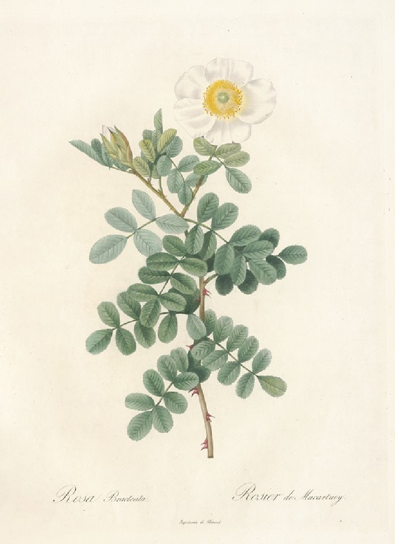 Rosa Bracteata (1817 - 1824) reproduction of painting by Pierre Joseph Redouté. ALL GICLEE PRINTS