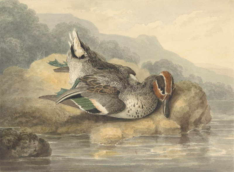 Dead Teal reproduction of painting by Samuel Howitt. ALL GICLEE PRINTS