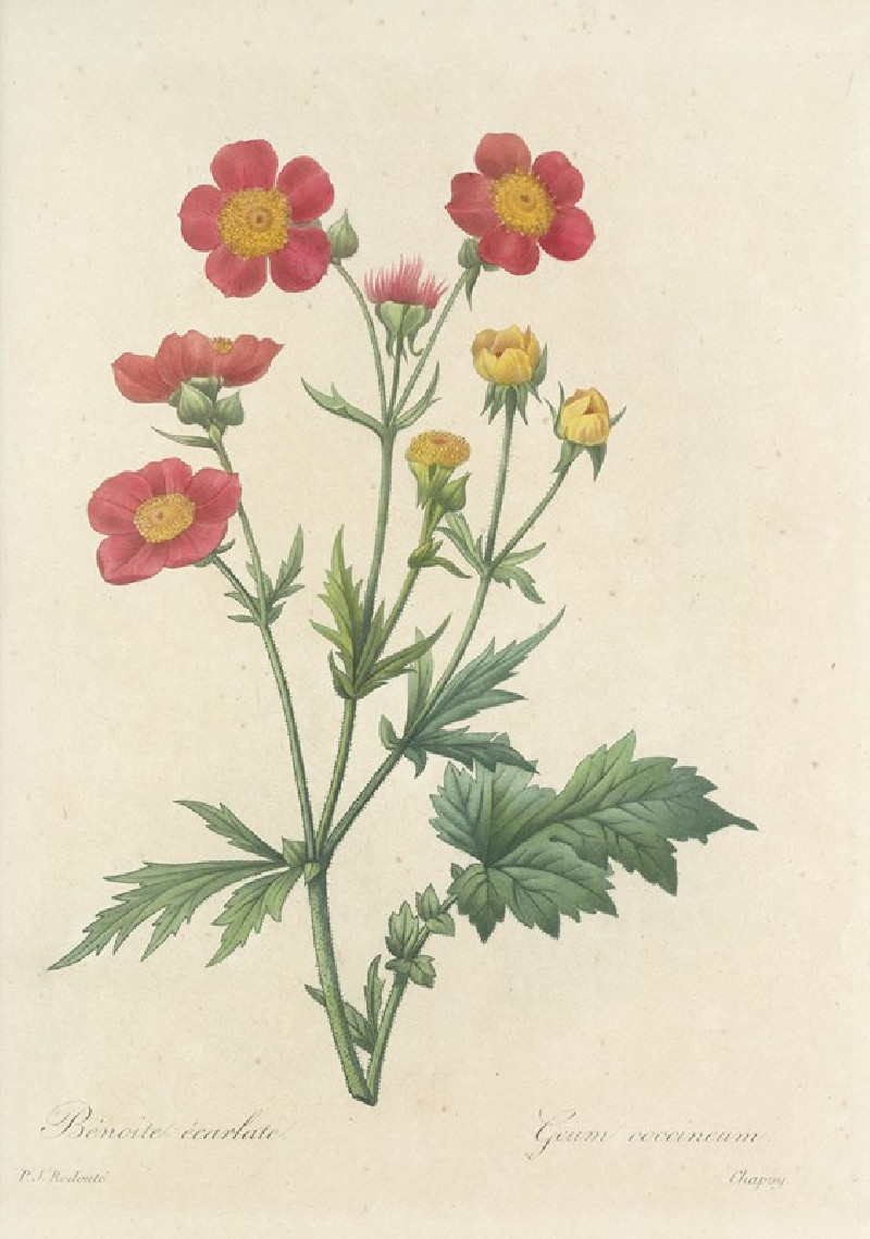 Choix des plus belles fleurs pl 012 (1827) reproduction of painting by Pierre Joseph Redouté. ALL GICLEE PRINTS