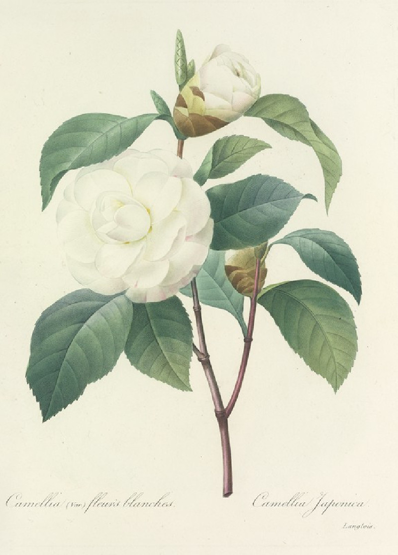 Choix des plus belles fleurs pl 017 (1827) reproduction of painting by Pierre Joseph Redouté. ALL GICLEE PRINTS