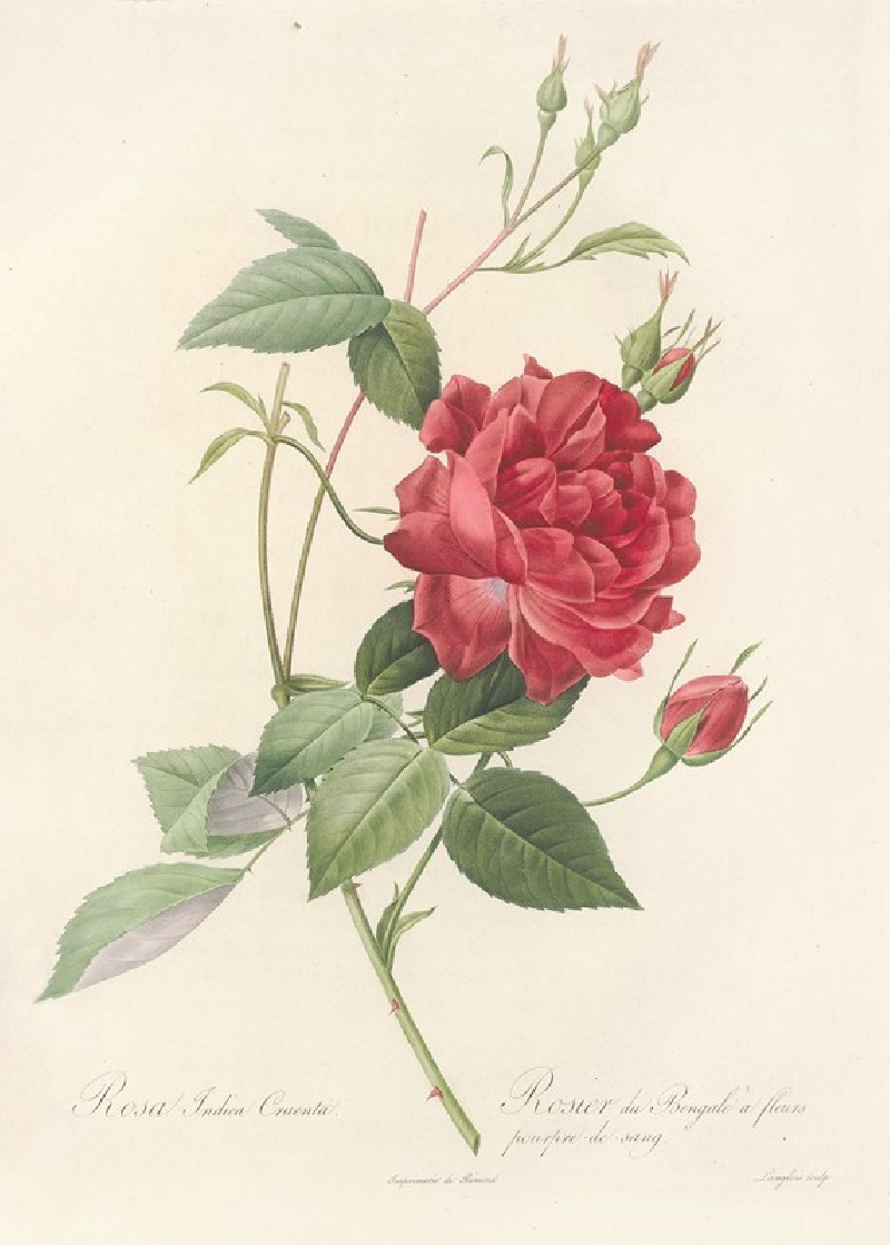 Rosa Indica Cruenta (1817 - 1824) reproduction of painting by Pierre Joseph Redouté. ALL GICLEE PRINTS