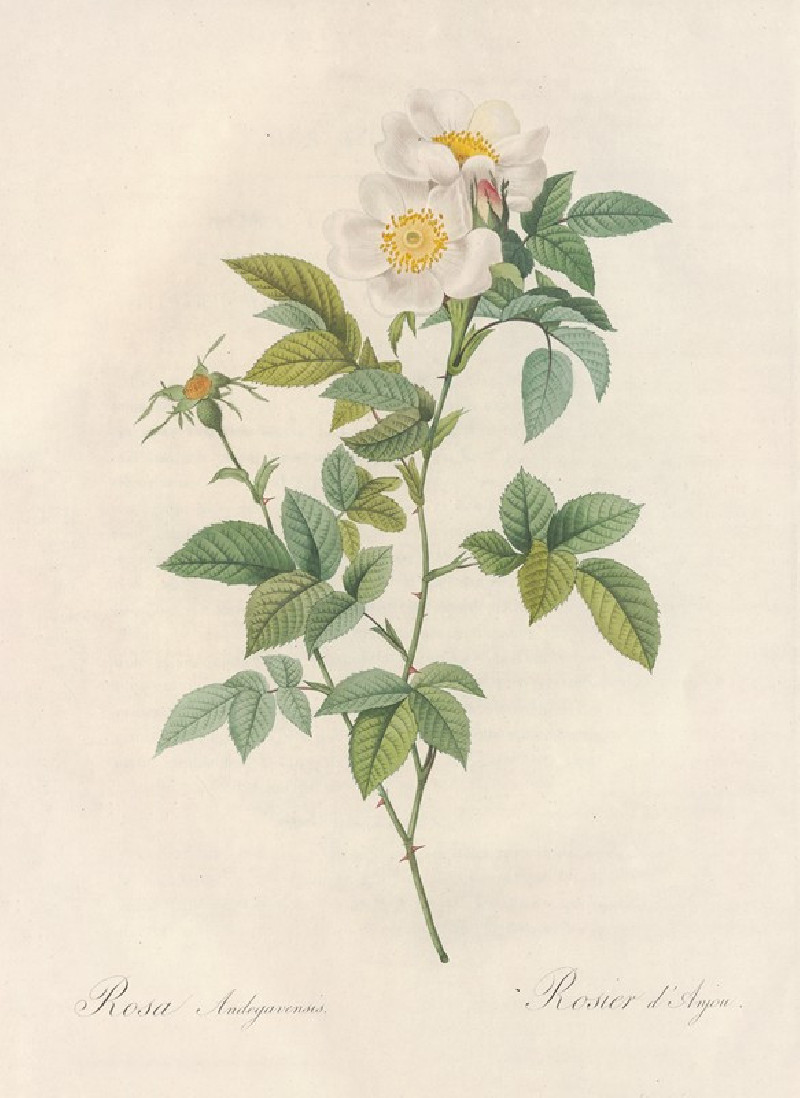 Rosa Andegavensis (1817 - 1824) reproduction of painting by Pierre Joseph Redouté. ALL GICLEE PRINTS