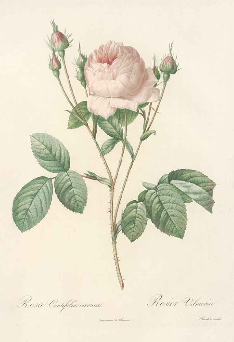 Pierre Joseph Redouté reprodukcija Rosa Centifolia Carnea (1817 - 1824), VISOS REPRODUKCIJOS , paveikslai, reprodukcijos inte...