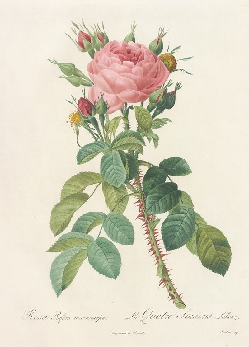 Rosa Bifera Macrocarpa (1817 - 1824) reproduction of painting by Pierre Joseph Redouté. ALL GICLEE PRINTS