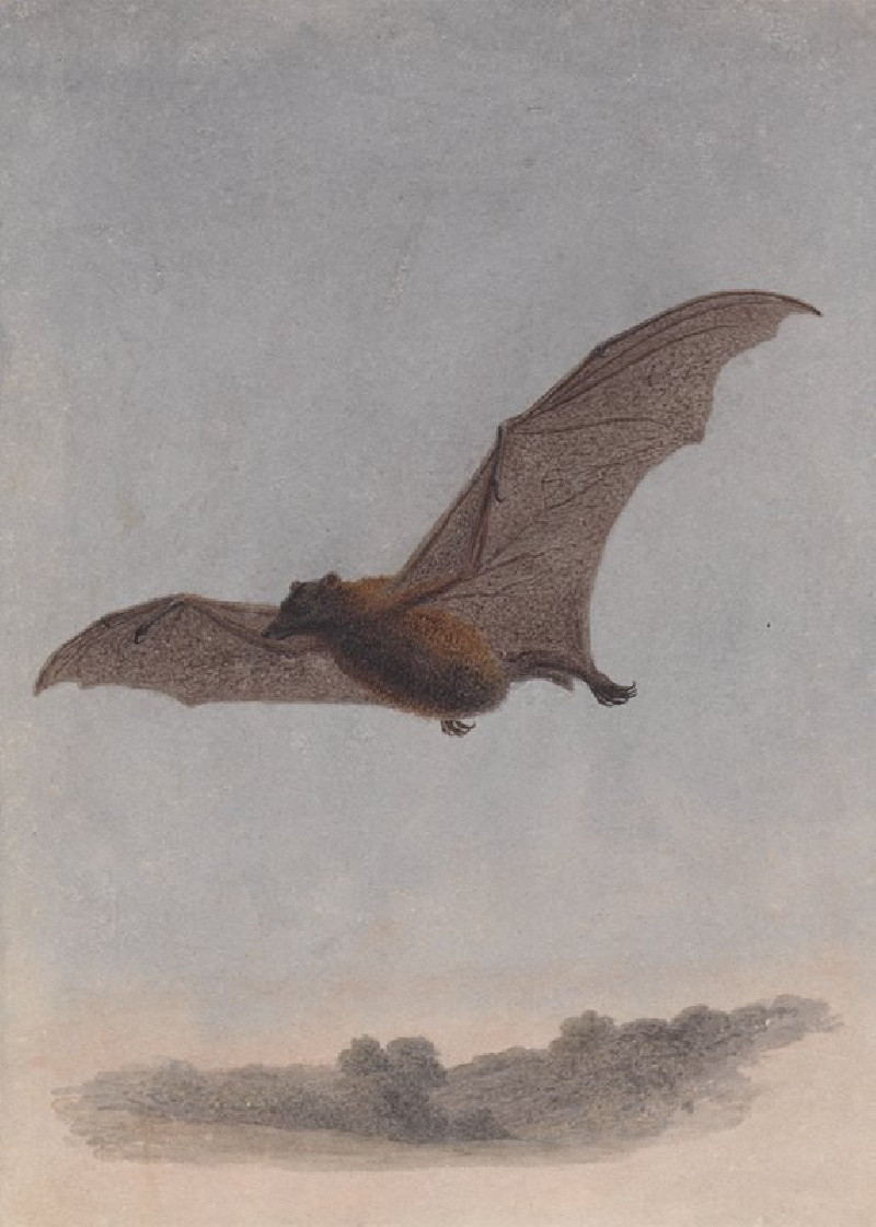 Study of a Vampire Bat reproduction of painting by Samuel Howitt. ALL GICLEE PRINTS