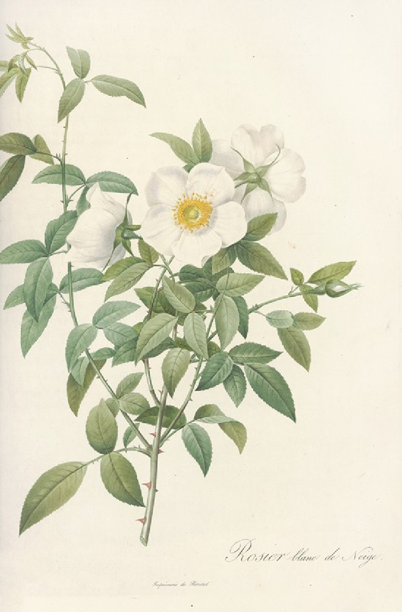 Rosa Nivea (1817 - 1824) reproduction of painting by Pierre Joseph Redouté. ALL GICLEE PRINTS