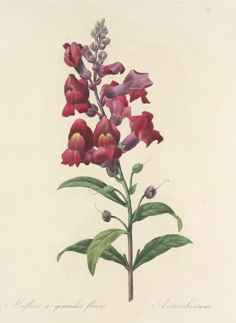 Choix des plus belles fleurs pl 049 (1827) reproduction of painting by Pierre Joseph Redouté. ALL GICLEE PRINTS