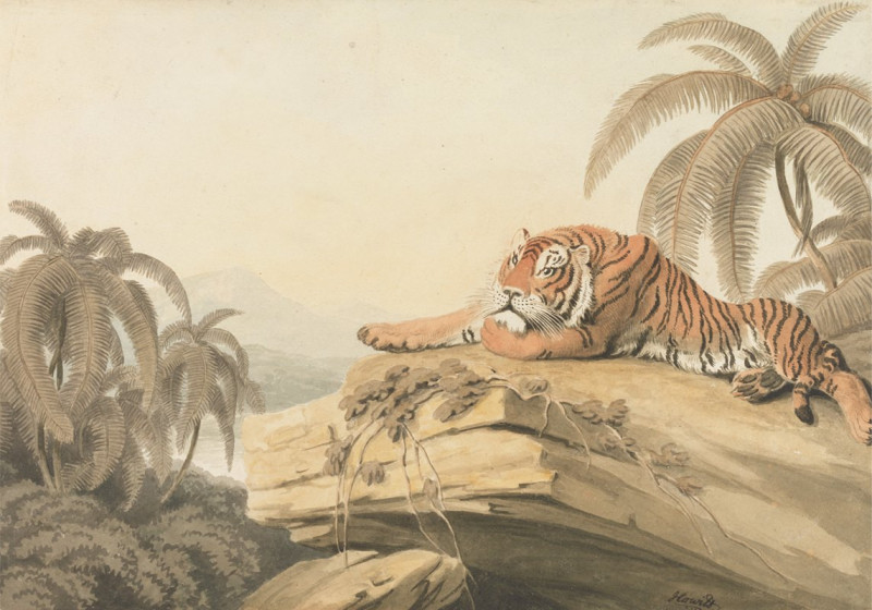 A Tiger Resting (1805) reproduction of painting by Samuel Howitt. ALL GICLEE PRINTS