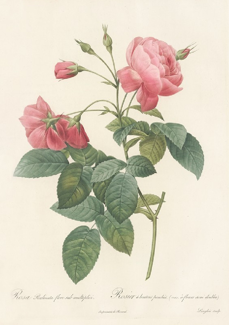 Rosa Reclinata Flore Sub Multiplici (1817 - 1824) reproduction of painting by Pierre Joseph Redouté. ALL GICLEE PRINTS