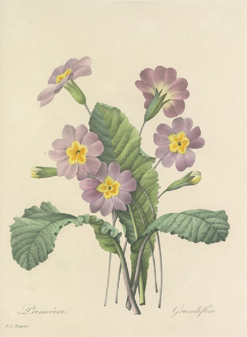 Pierre Joseph Redouté reprodukcija Choix des plus belles fleurs pl 082 (1827), VISOS REPRODUKCIJOS , paveikslai, reprodukcijo...