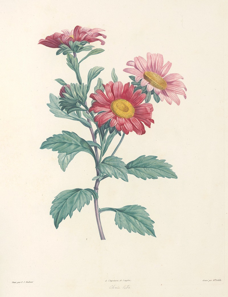 Pierre Joseph Redouté reprodukcija La botanique de J. J. Rousseau Pl 38 (1805), VISOS REPRODUKCIJOS , paveikslai, reprodukcij...