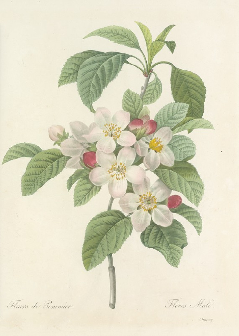 Choix des plus belles fleurs pl 079 (1827) reproduction of painting by Pierre Joseph Redouté. ALL GICLEE PRINTS