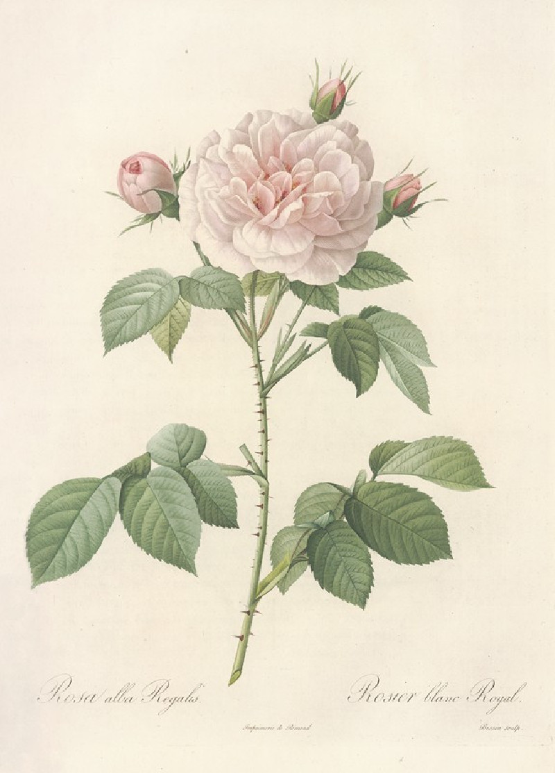 Rosa Alba Regalis (1817 - 1824) reproduction of painting by Pierre Joseph Redouté. ALL GICLEE PRINTS