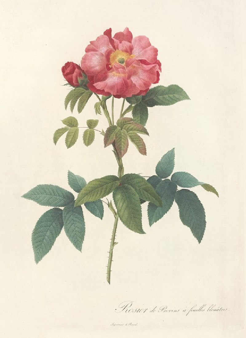 Rosa Gallica Caerulea (1817 - 1824) reproduction of painting by Pierre Joseph Redouté. ALL GICLEE PRINTS