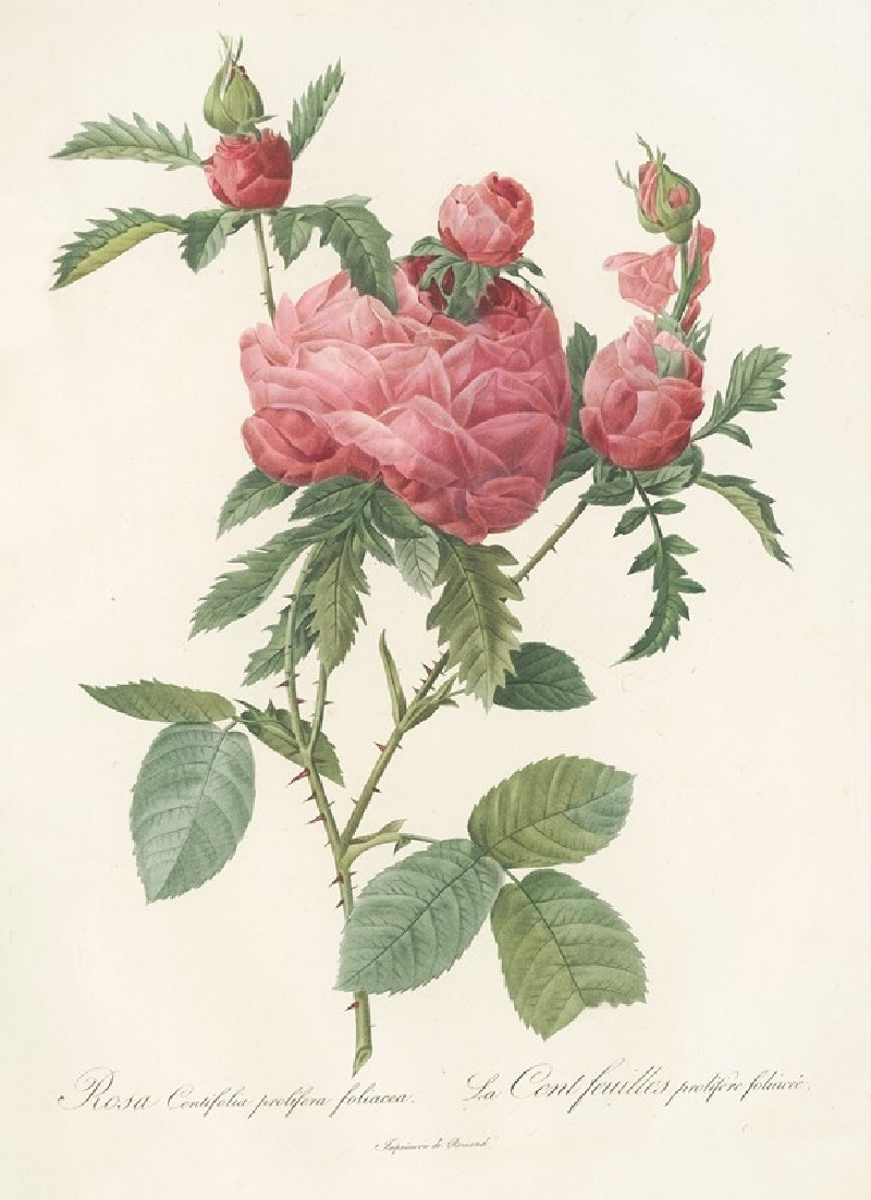 Rosa Centifolia Prolifera Foliacea (1817 - 1824) reproduction of painting by Pierre Joseph Redouté. ALL GICLEE PRINTS