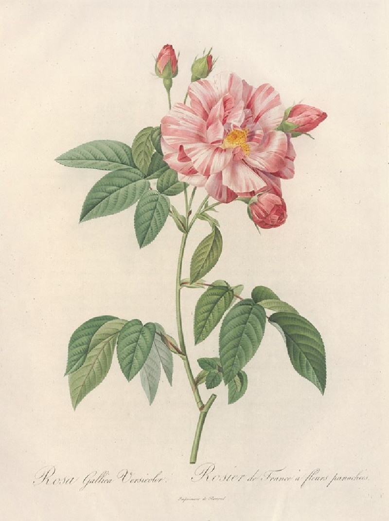 Rosa Gallica Versicolor (1817 - 1824) reproduction of painting by Pierre Joseph Redouté. ALL GICLEE PRINTS