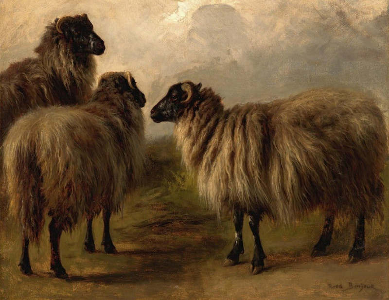 Three Wooly Sheep reproduction of painting by Rosa Bonheur. ALL GICLEE PRINTS