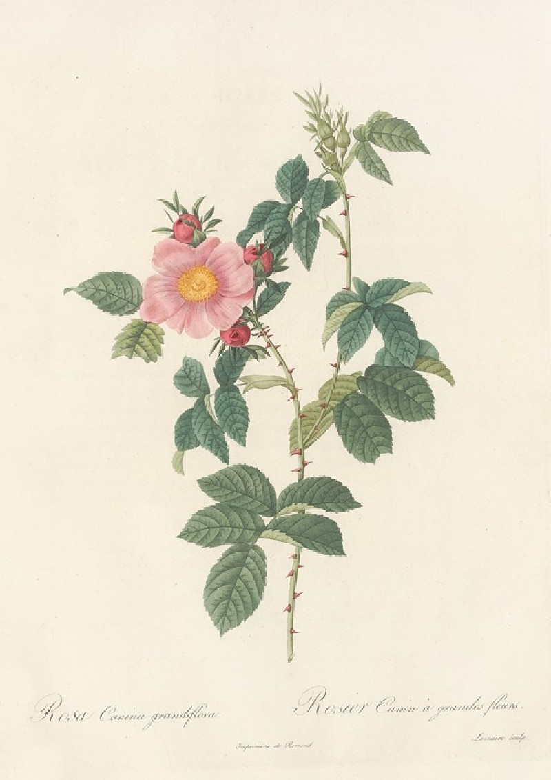 Rosa Canina Grandiflora (1817 - 1824) reproduction of painting by Pierre Joseph Redouté. ALL GICLEE PRINTS