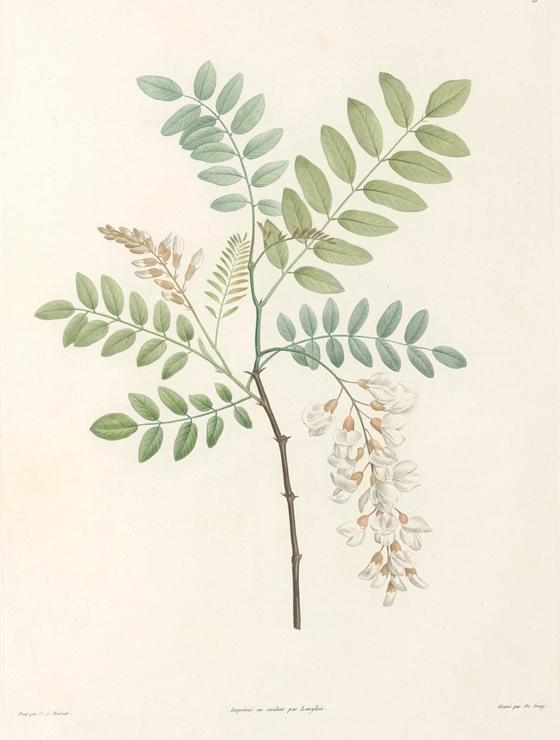 Pierre Joseph Redouté reprodukcija La botanique de J. J. Rousseau Pl 18 (1805), VISOS REPRODUKCIJOS , paveikslai, reprodukcij...