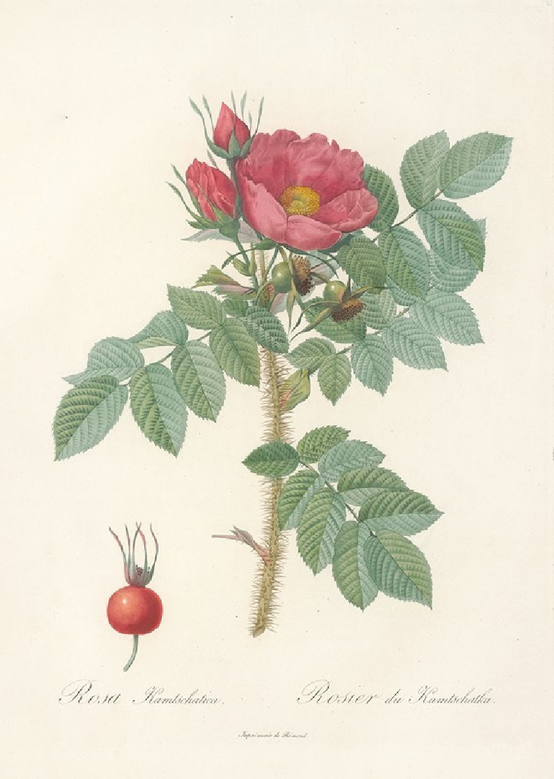 Rosa Kamtschatica (1817 - 1824) reproduction of painting by Pierre Joseph Redouté. ALL GICLEE PRINTS