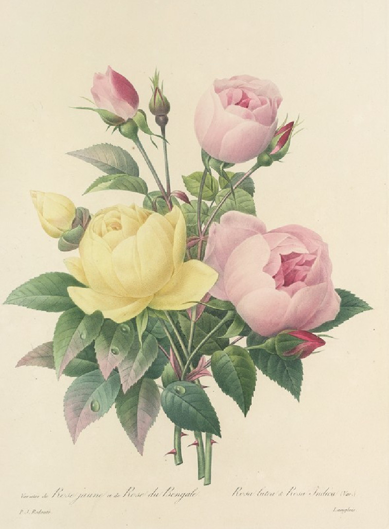 Choix des plus belles fleurs pl 094 (1827) reproduction of painting by Pierre Joseph Redouté. ALL GICLEE PRINTS