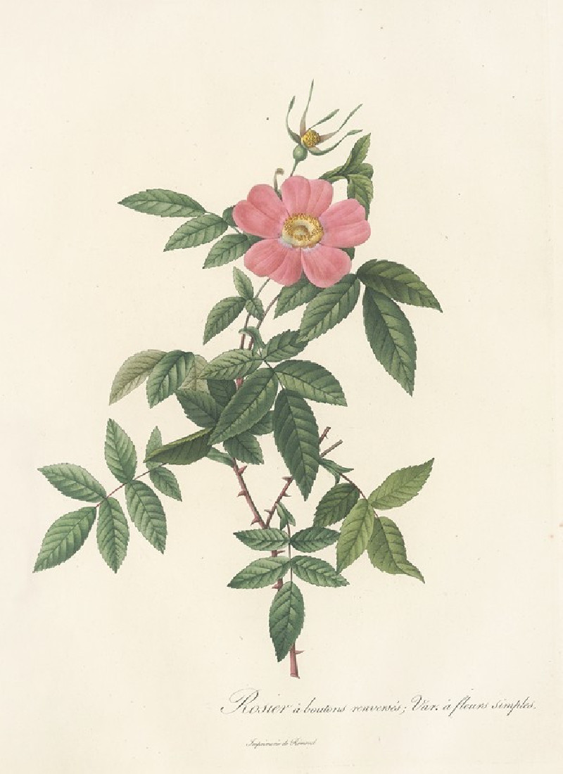 Rosa Reclinata Flore Simplici (1817 - 1824) reproduction of painting by Pierre Joseph Redouté. ALL GICLEE PRINTS